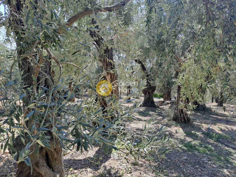 Οικόπεδο 8.510 τ.μ. πρός πώληση, Μαγνησία, Μηλιές