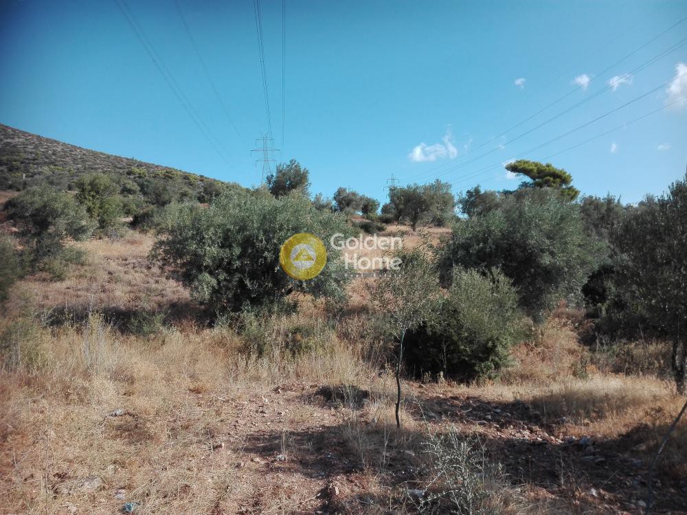 Αγροτεμάχια 15.000 τ.μ. προς πώληση, Αγία Τριάδα Παιανίας