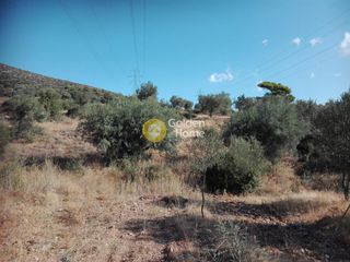 Αγροτεμάχια 15.000 τ.μ. για πώληση