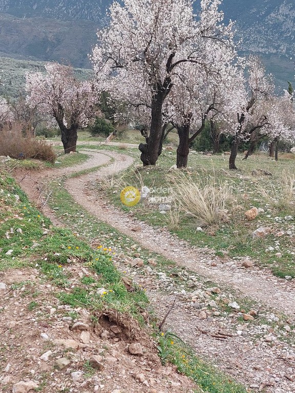 Αγροτεμάχια 3.300 τ.μ. προς πώληση, Αράχοβα Βοιωτίας
