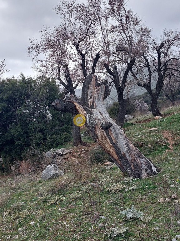 Αγροτεμάχια 3.300 τ.μ. προς πώληση, Αράχοβα Βοιωτίας