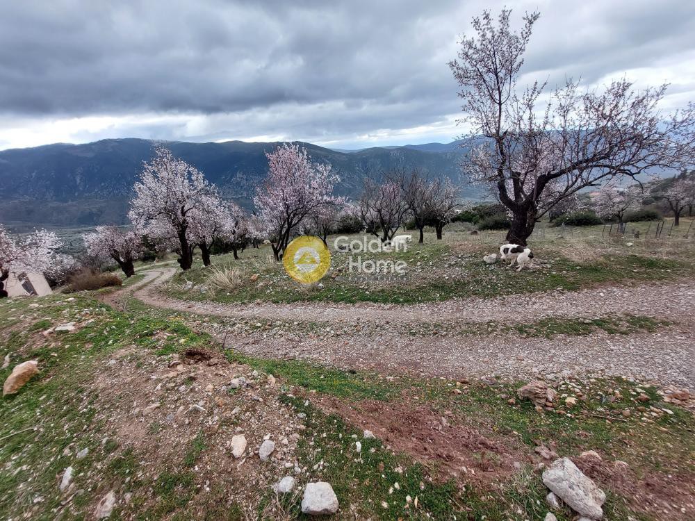 Αγροτεμάχια 3.300 τ.μ. προς πώληση, Αράχοβα Βοιωτίας