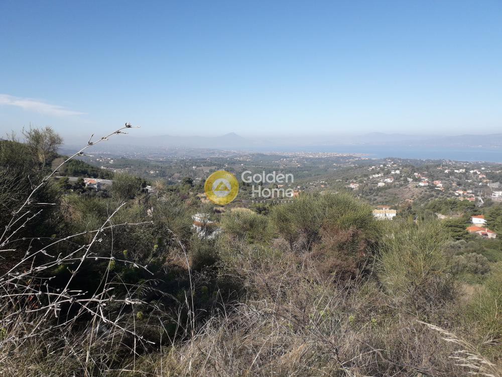 Αγροτεμάχια 1.585 τ.μ. προς πώληση, Μαρκόπουλο Ωρωπού