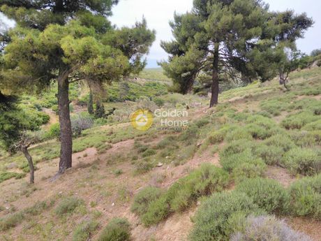 Αγροτεμάχια 38.600τ.μ. για πώληση-Γραμματικό » Γραμματικό - κέντρο