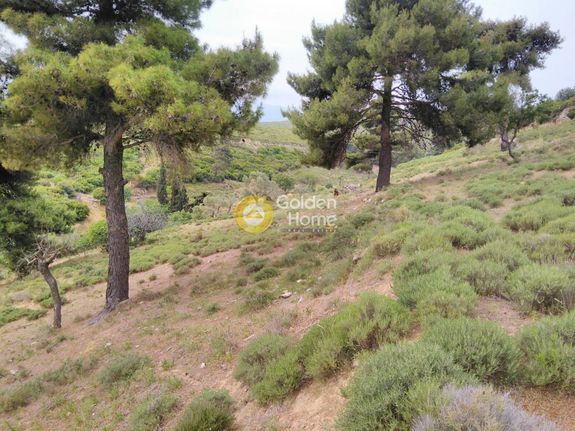 Αγροτεμάχια 38.600 τ.μ. για πώληση, Αθήνα - Ανατολικά Προάστια, Γραμματικό