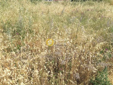 Αγροτεμάχια 10.000τ.μ. για πώληση-Τριγλία » Κέντρο