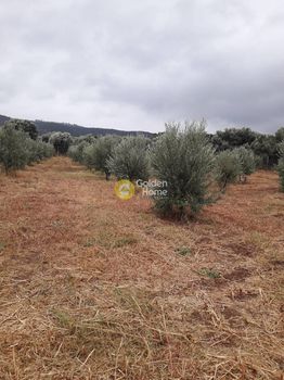 Land plot 37.000sqm for sale-Schimatari » Center