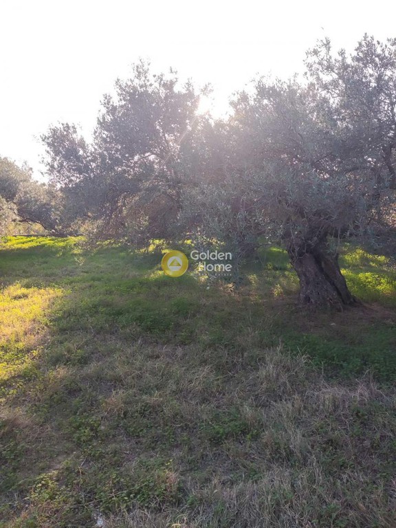 Αγροτεμάχια 5.700 τ.μ. προς πώληση, Αγιασμένος