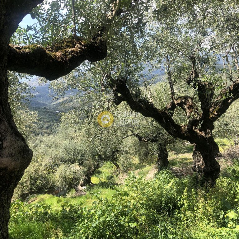 Αγροτεμάχια 2.006 τ.μ. προς πώληση, Περιβολάκια Καλαμάτας