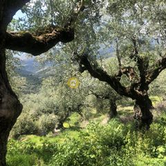 Αγροτεμάχια 2.006 τ.μ. προς πώληση, Περιβολάκια Καλαμάτας-thumb-4
