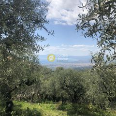 Αγροτεμάχια 2.006 τ.μ. για πώληση