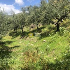 Αγροτεμάχια 2.152 τ.μ. προς πώληση, Περιβολάκια Καλαμάτας-thumb-9