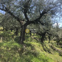 Αγροτεμάχια 2.152 τ.μ. προς πώληση, Περιβολάκια Καλαμάτας-thumb-20
