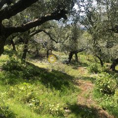 Αγροτεμάχια 2.152 τ.μ. προς πώληση, Περιβολάκια Καλαμάτας-thumb-10