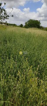 Land plot 3.000sqm for sale-Kastelli » Polithea