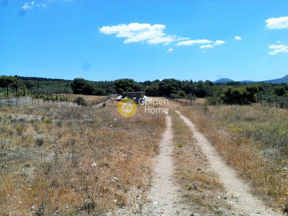 Αγροτεμάχια 5.000 τ.μ. προς πώληση, Βαρυμπόμπη