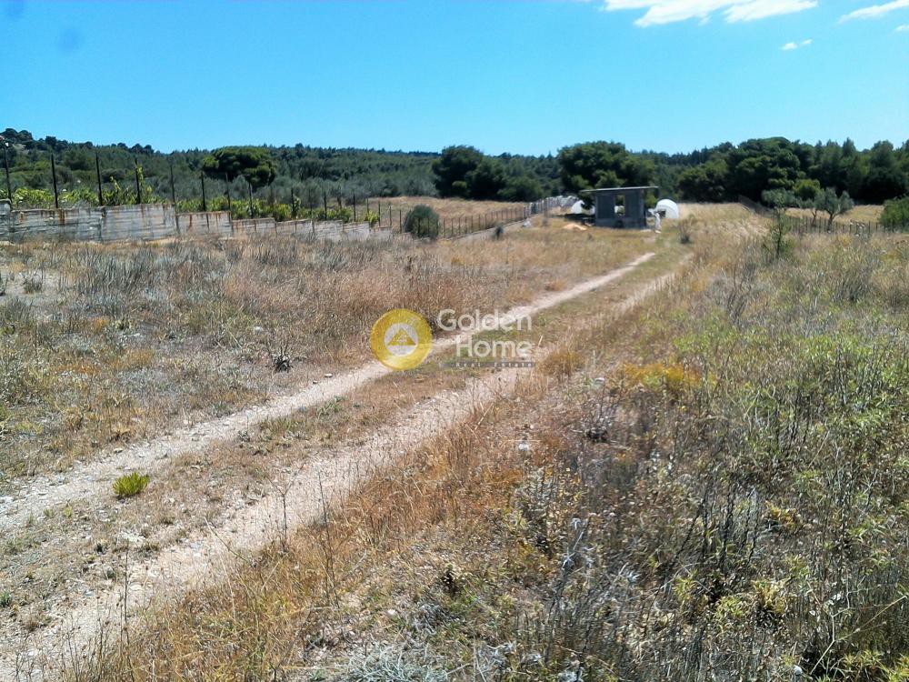 Αγροτεμάχια 5.000 τ.μ. προς πώληση, Βαρυμπόμπη