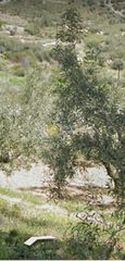 Αγροτεμάχια 14.100 τ.μ. για πώληση