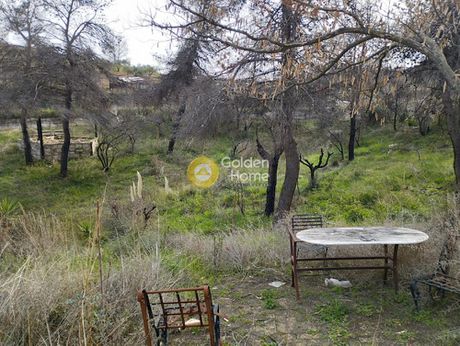 Αγροτεμάχια 4.000τ.μ. για πώληση-Ωρωπός » Πευκόφυτο