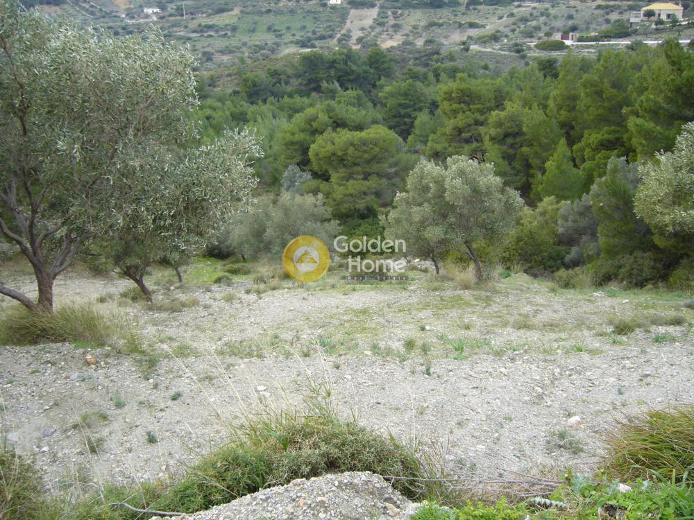 Αγροτεμάχια 5.800 τ.μ. προς πώληση, Μονή Μεταμόρφωσης Σωτήρα
