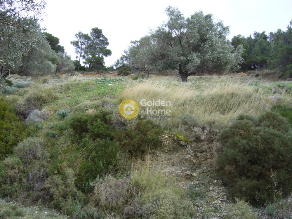Αγροτεμάχια 5.800 τ.μ. προς πώληση, Μονή Μεταμόρφωσης Σωτήρα