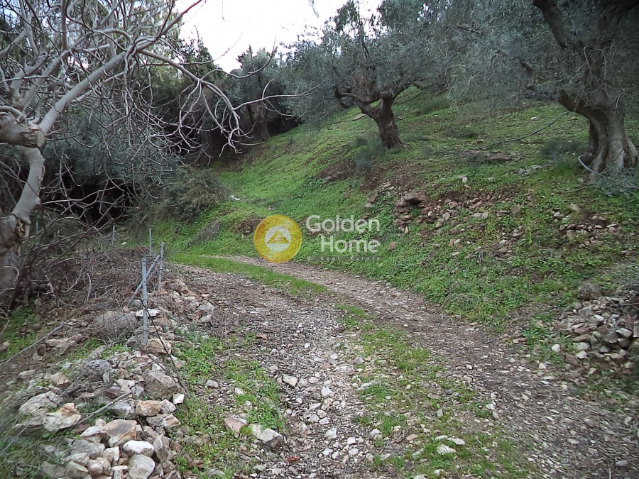 Αγροτεμάχια 21.560 τ.μ. προς πώληση, Άγιος Νικόλαος Αιγίου