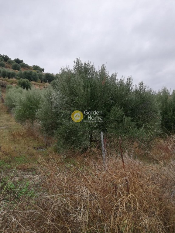 Οικόπεδο 5.000 τ.μ. προς πώληση, Γούρνες Ηρακλείου