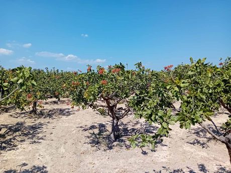 Land plot 500sqm for sale-Aegina » Kipseli