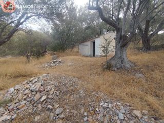 Αγροτεμάχια 31.307 τ.μ. για πώληση