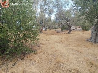 Αγροτεμάχια 31.307 τ.μ. για πώληση, Ν. Σάμου, Σάμος-thumb-13