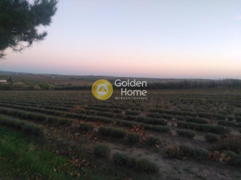 Αγροτεμάχια 8.500 τ.μ. προς πώληση, Μεσημέρι Επανομής