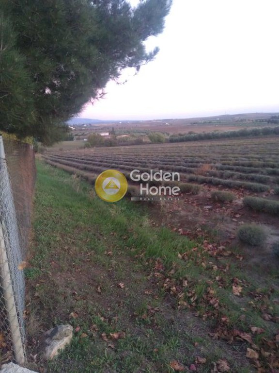 Αγροτεμάχια 8.500 τ.μ. προς πώληση, Μεσημέρι Επανομής