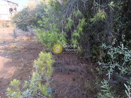 Parcel 600sqm for sale-Inofita » Dilesi