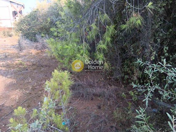 Parcel 600 sqm for sale, Boeotia, Inofita