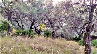 Αγροτεμάχια 4.200 τ.μ. για πώληση, Ν. Λευκάδας, Λευκάδα-thumb-5