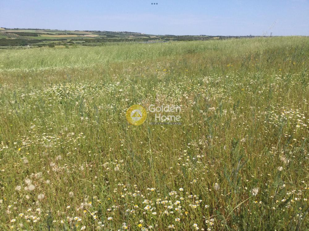 Αγροτεμάχια 5.000 τ.μ. προς πώληση, Νέα Σίλατα