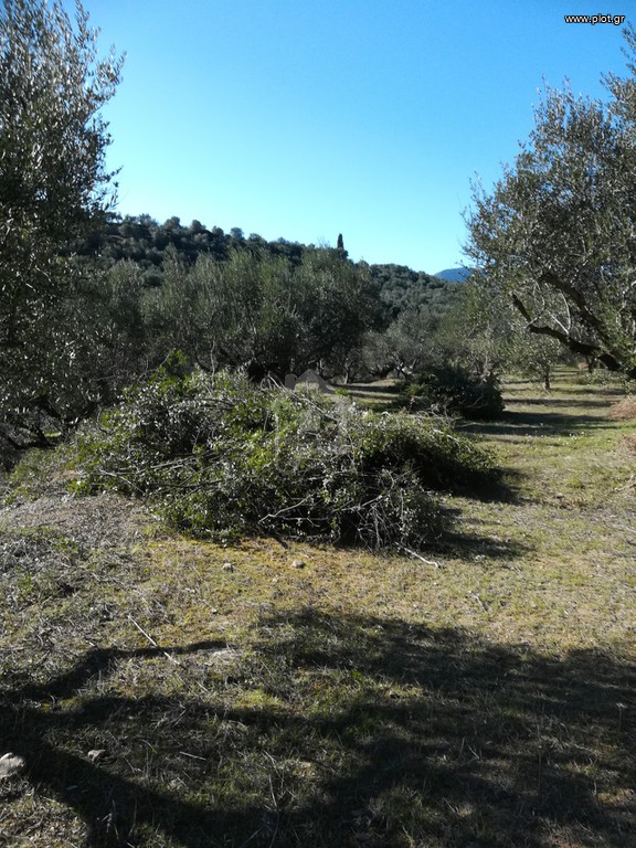 Αγροτεμάχια 18.205 τ.μ. προς πώληση, Κέντρο Ανδρούσας