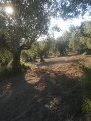 Αγροτεμάχια 18.205 τ.μ. για πώληση, Μεσσηνία, Ανδρούσα-thumb-3