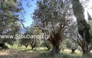 Οικόπεδο 3.001 τ.μ. για πώληση, Ν. Ηλείας, Πηνεία-thumb-2