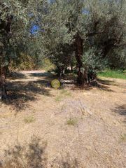 Οικόπεδο 5.743 τ.μ. για πώληση, Αχαΐα, Ακράτα-thumb-5