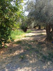Οικόπεδο 5.743 τ.μ. για πώληση, Αχαΐα, Ακράτα-thumb-7