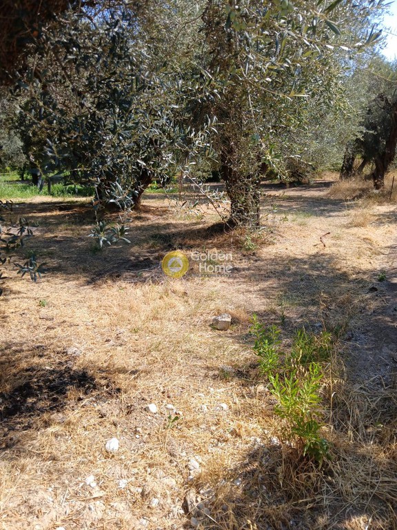 Οικόπεδο 5.743 τ.μ. για πώληση, Αχαΐα, Ακράτα