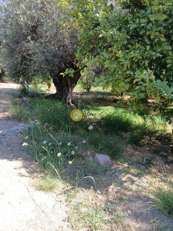 Οικόπεδο 5.743 τ.μ. προς πώληση, Αχαΐα, Ακράτα