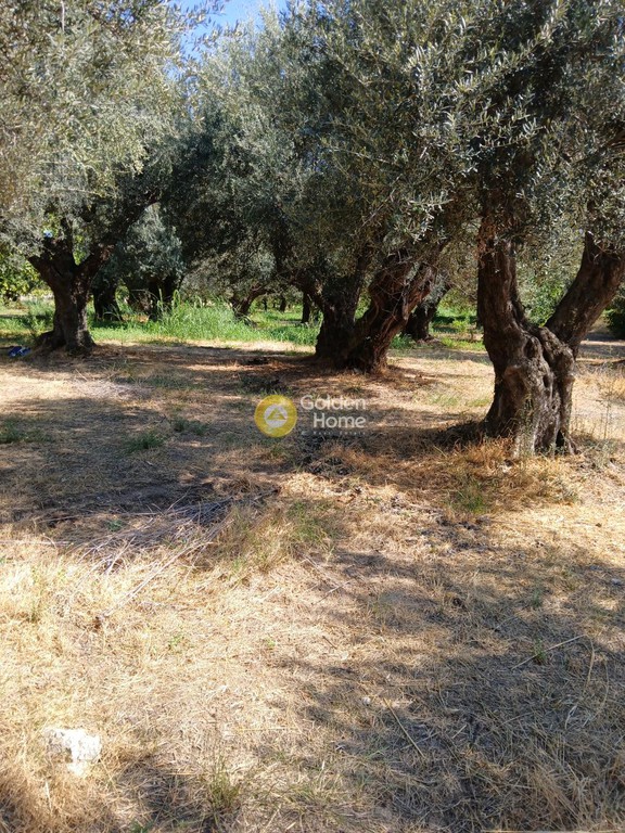 Οικόπεδο 5.743 τ.μ. προς πώληση, Αχαΐα, Ακράτα