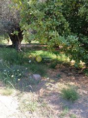 Οικόπεδο 5.743 τ.μ. για πώληση, Αχαΐα, Ακράτα-thumb-6