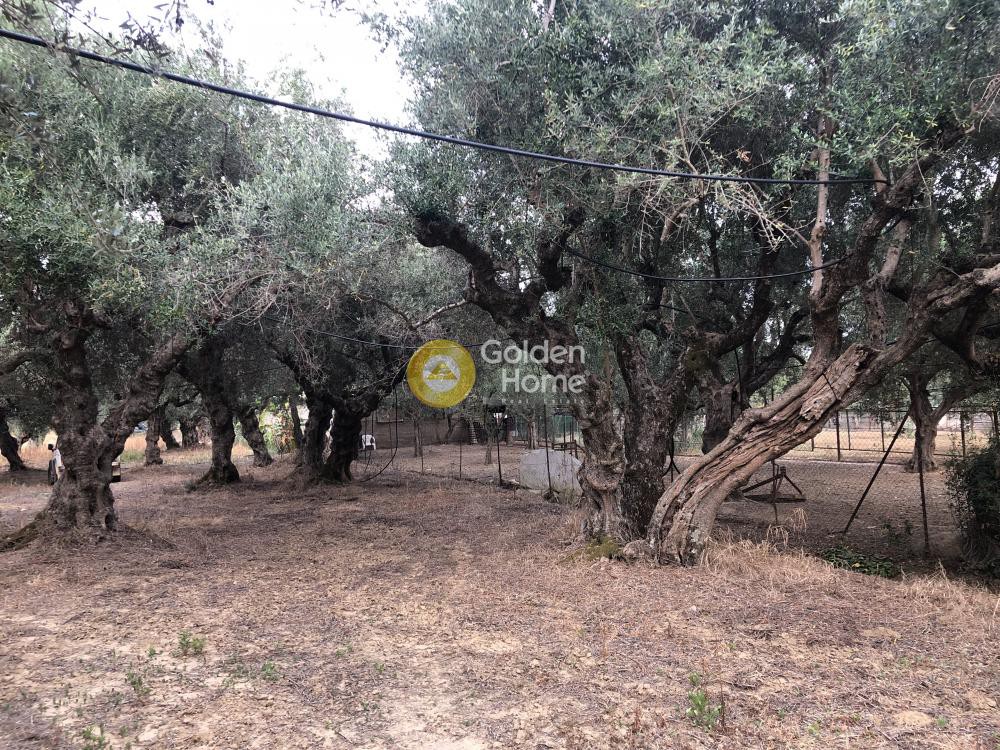 Αγροτεμάχια 2.700 τ.μ. προς πώληση, Αραποχώρι