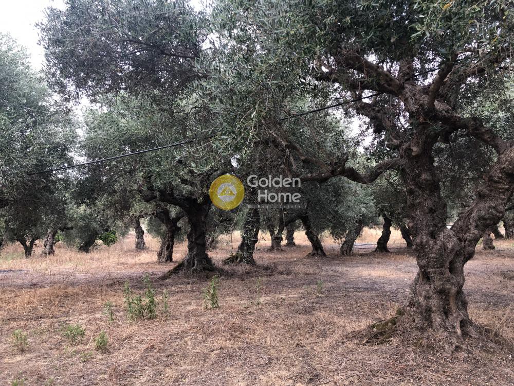 Αγροτεμάχια 2.700 τ.μ. προς πώληση, Αραποχώρι