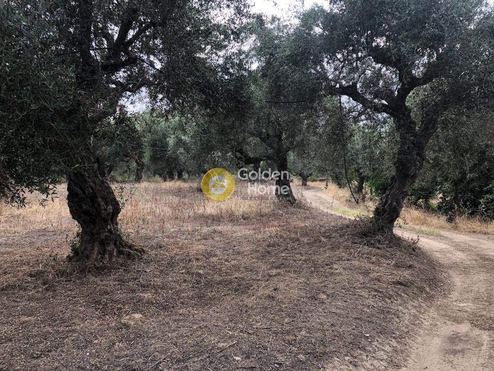 Αγροτεμάχια 2.700 τ.μ. προς πώληση, Αραποχώρι