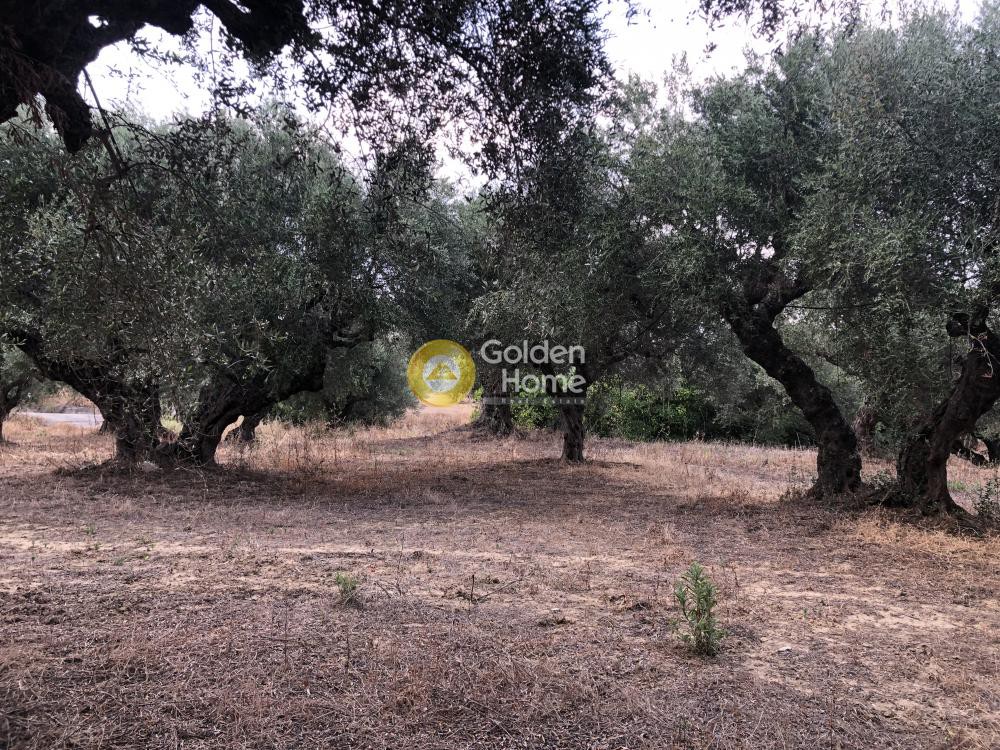 Αγροτεμάχια 2.700 τ.μ. προς πώληση, Αραποχώρι