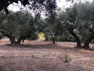 Αγροτεμάχια 2.700 τ.μ. για πώληση